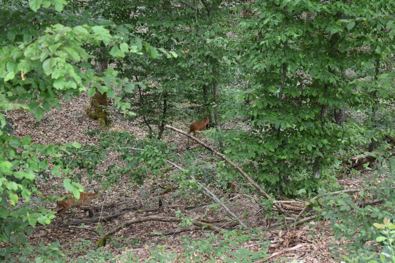 La Cabane Aux Ecureuils Philippeville Kültér fotó